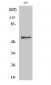 GK1 Polyclonal Antibody